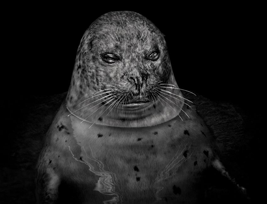 Visuel exposition